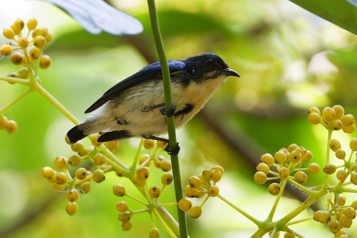 Cambodian Flowerpecker - ML632533791