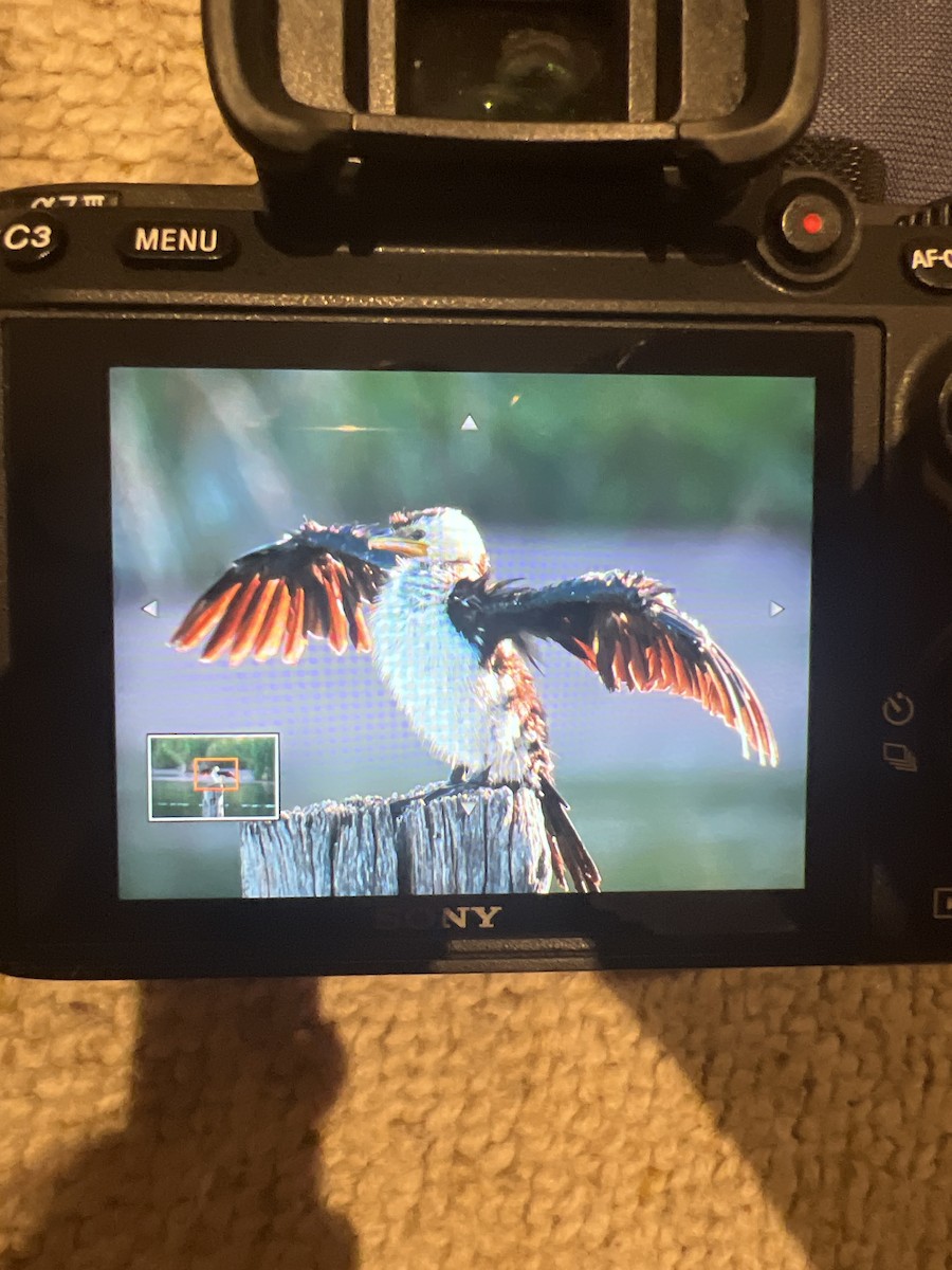 Little Pied Cormorant - ML632533832