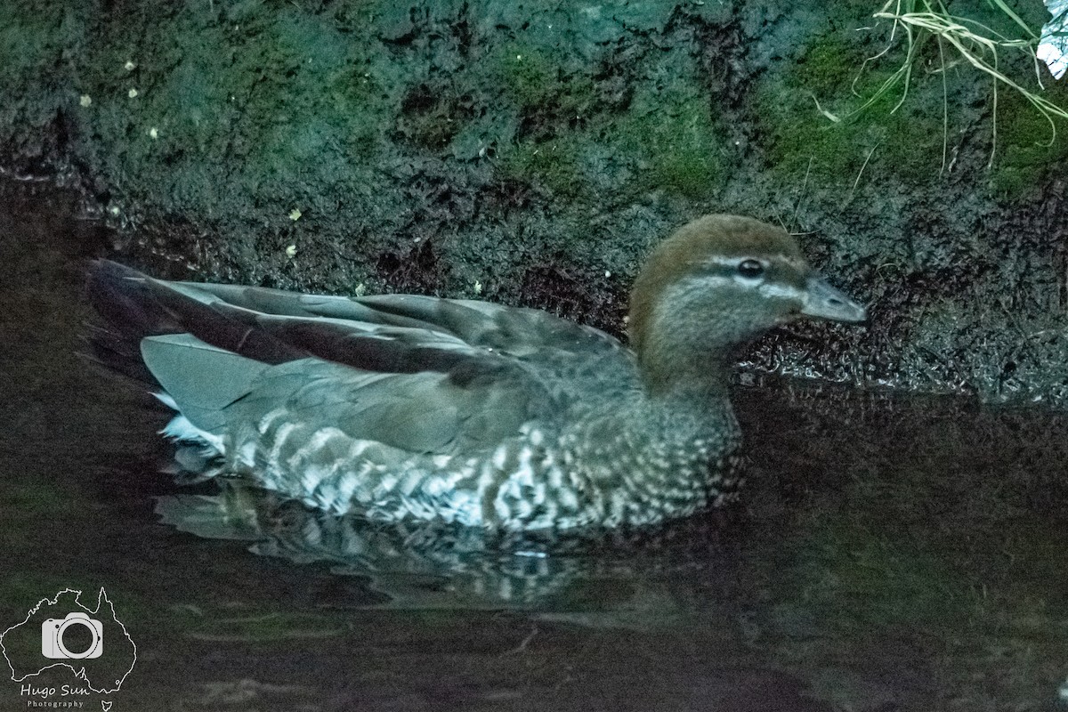 Maned Duck - ML632533844