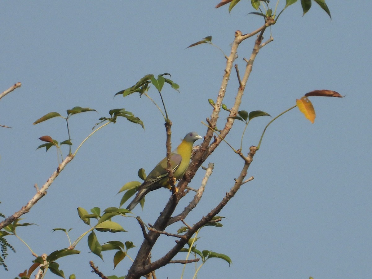Yellow-footed Green-Pigeon - ML632533861