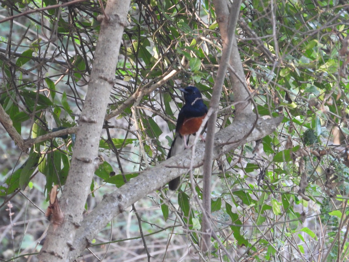 White-rumped Shama - ML632533870