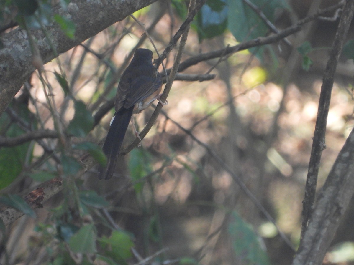 White-rumped Shama - ML632533872