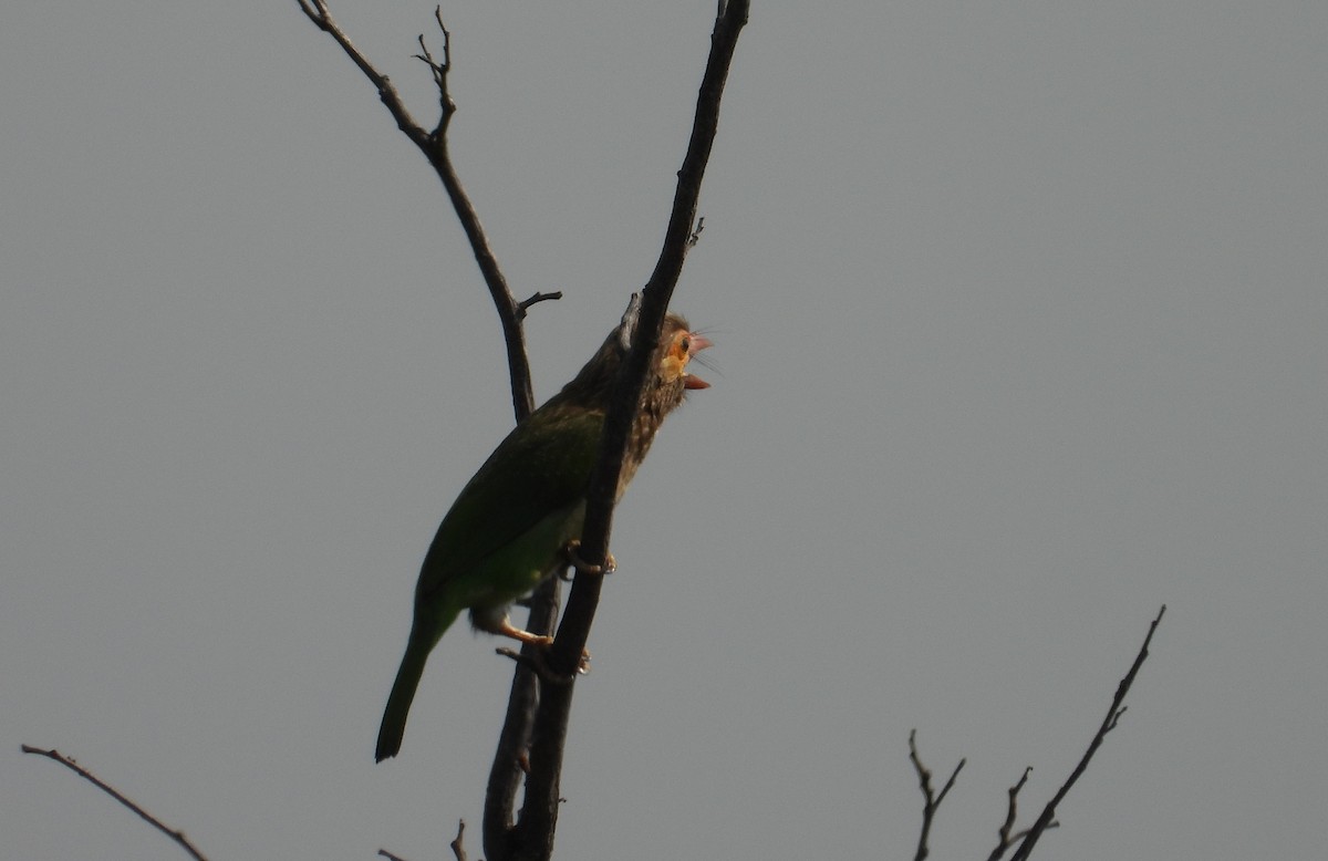 Brown-headed Barbet - ML632533880