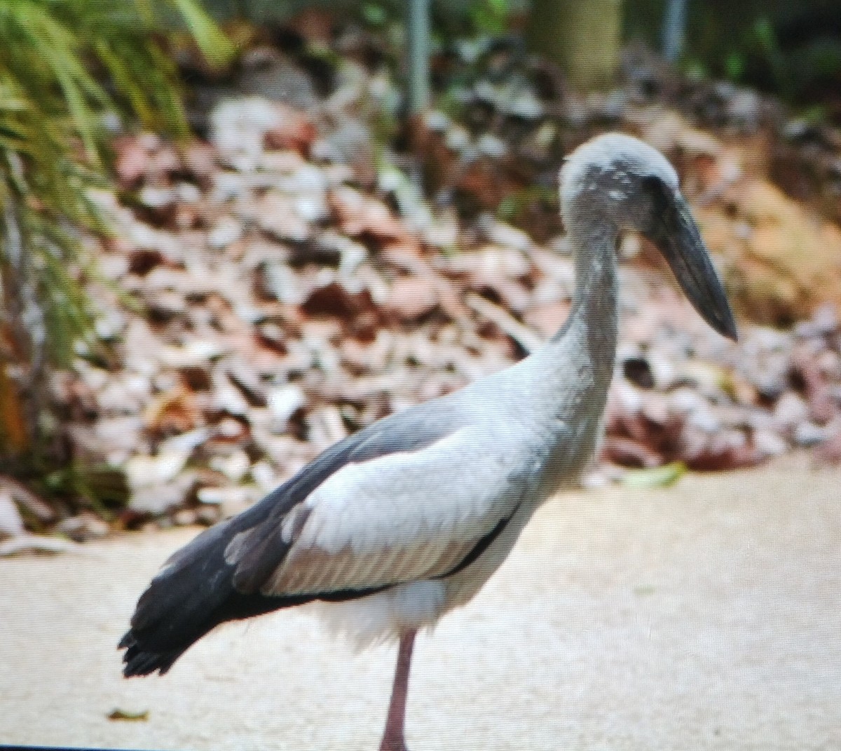 Asian Openbill - ML632533909