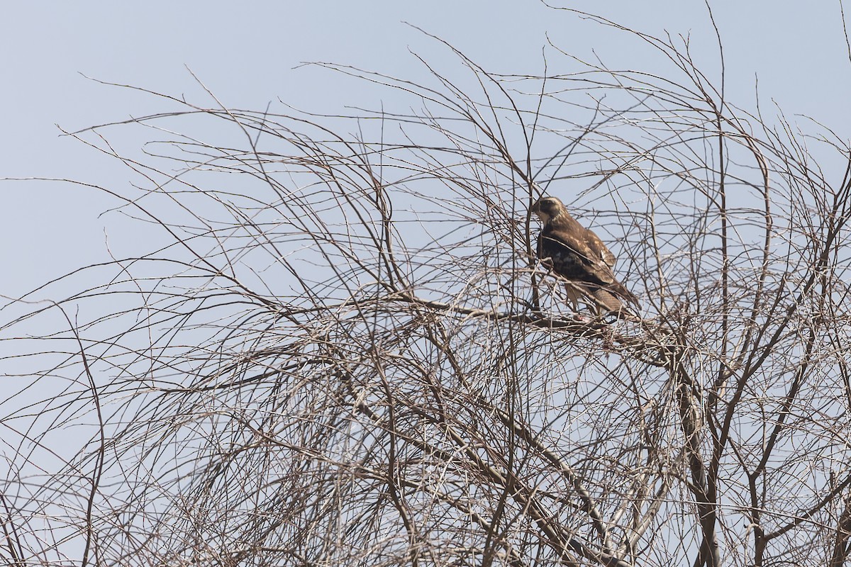 Cinereous Harrier - ML632533929