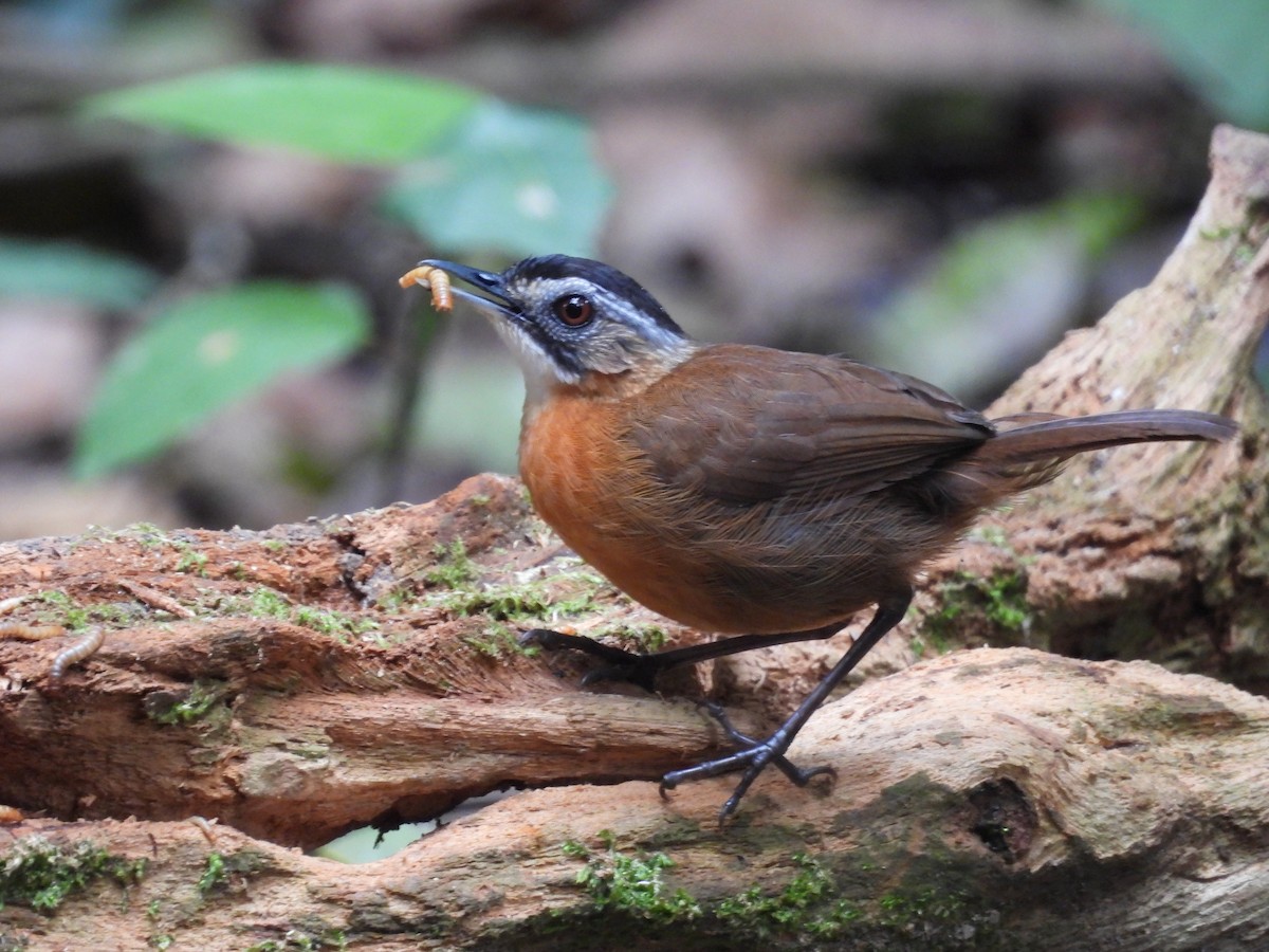 Malayan Black-capped Babbler - ML632533938