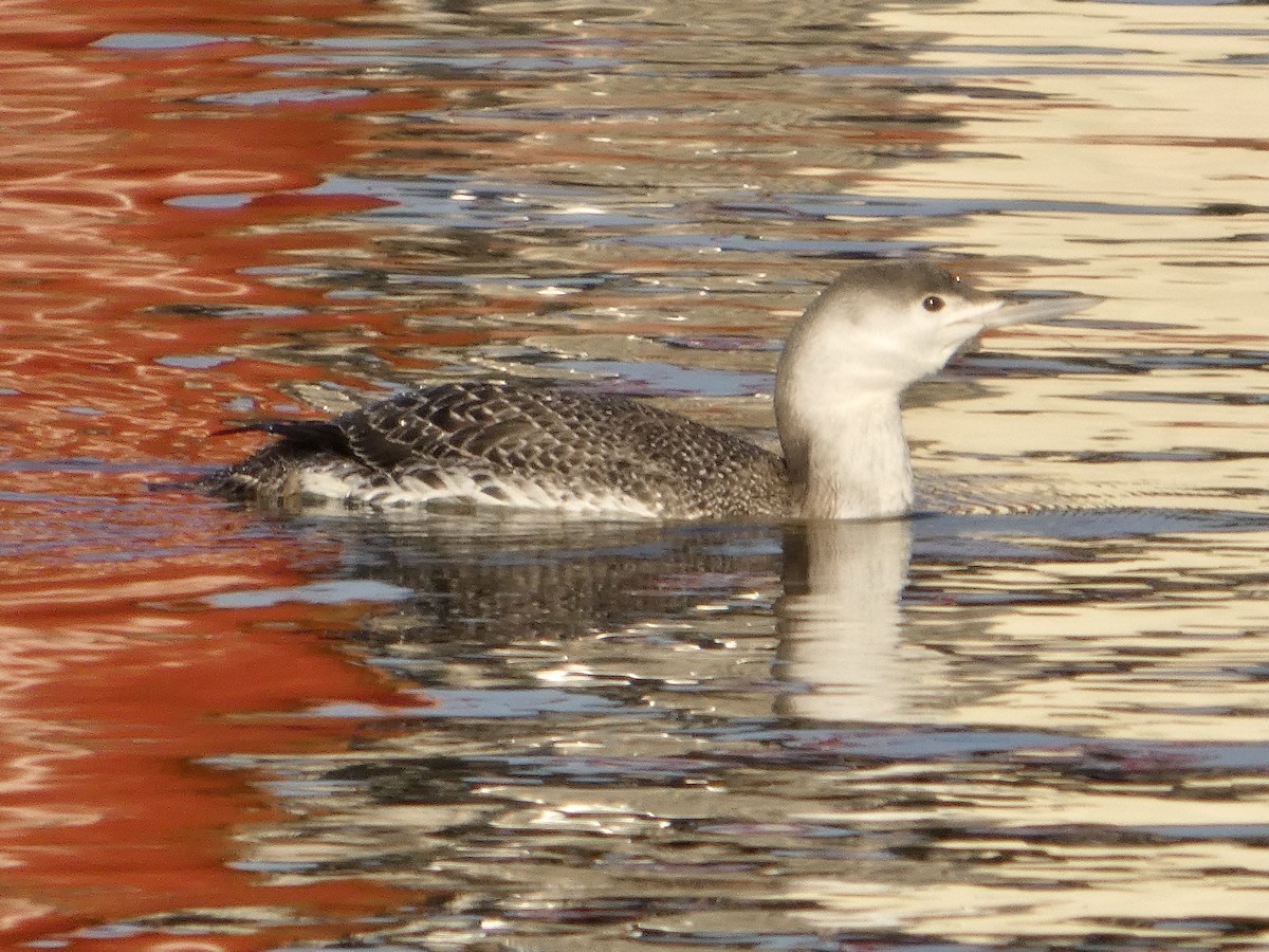 Red-throated Loon - ML632533953