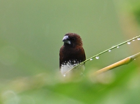 White-bellied Munia - ML632534144