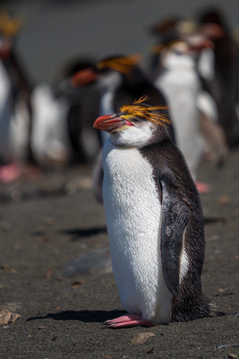 Royal Penguin - ML632534313