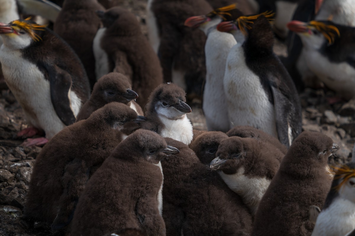 Royal Penguin - ML632534325