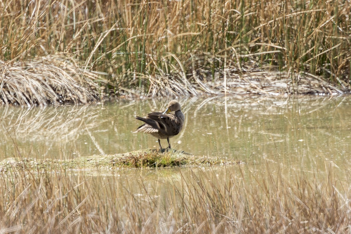 Yellow-billed Pintail - ML632534418