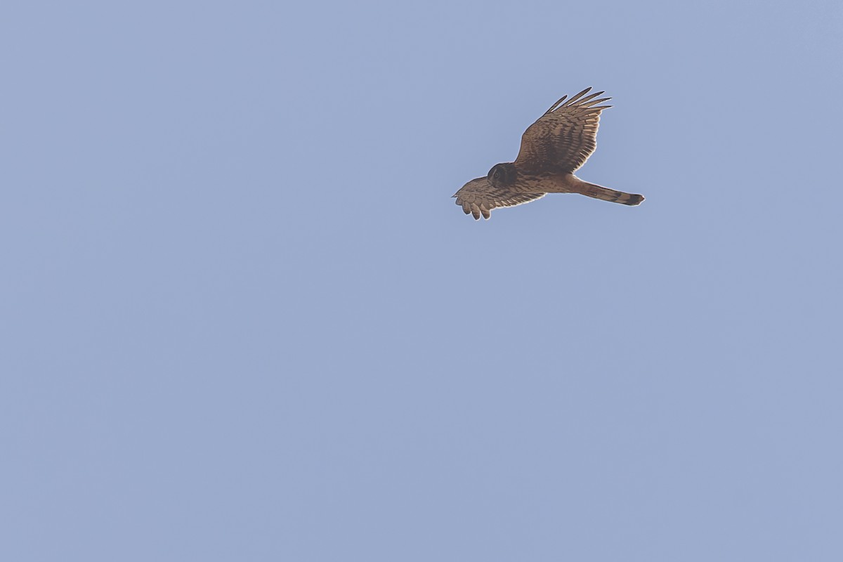 Cinereous Harrier - ML632534456