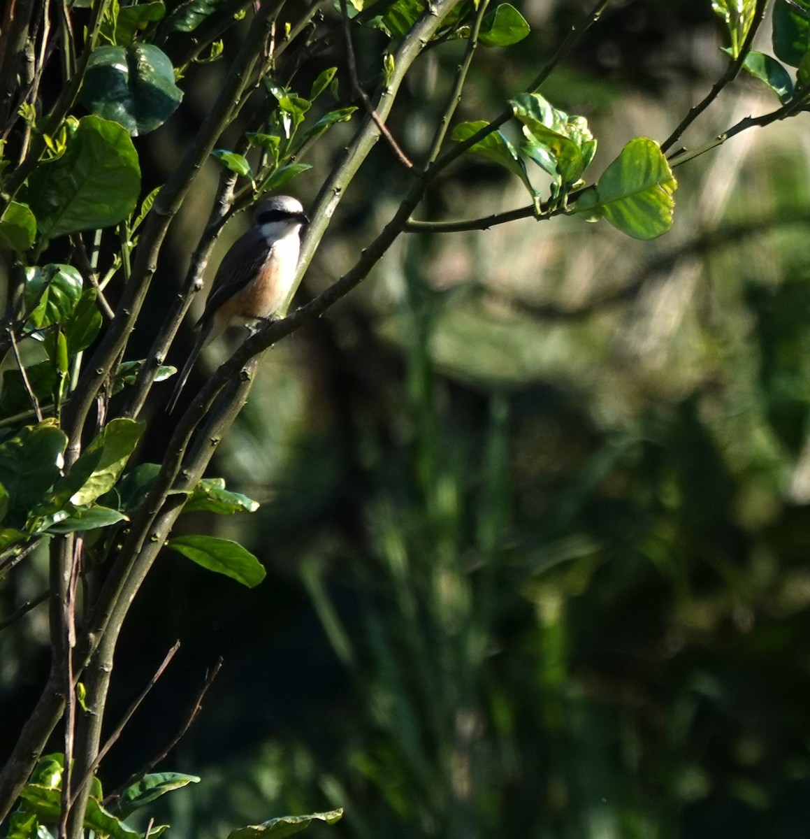 Brown Shrike (Philippine) - ML632534500
