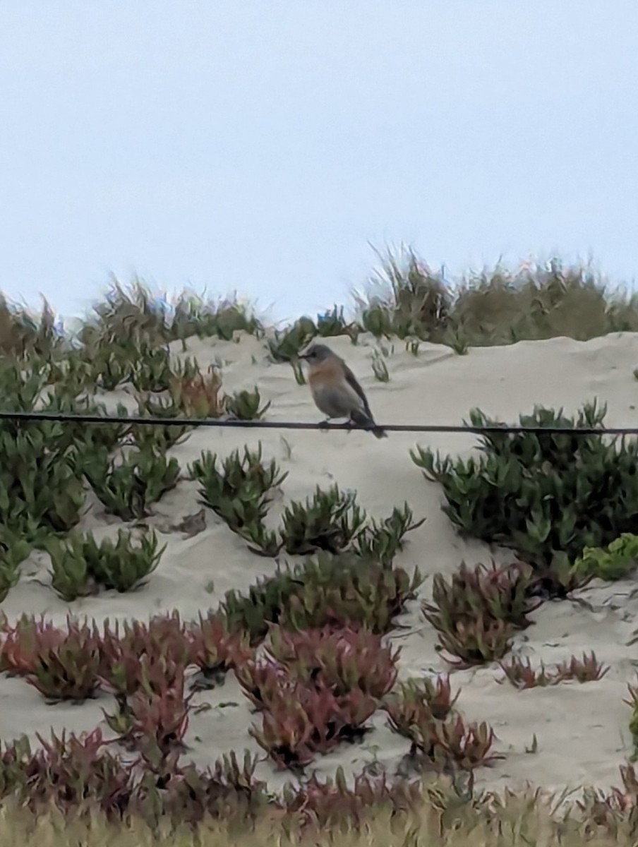 Western Bluebird - ML632534516