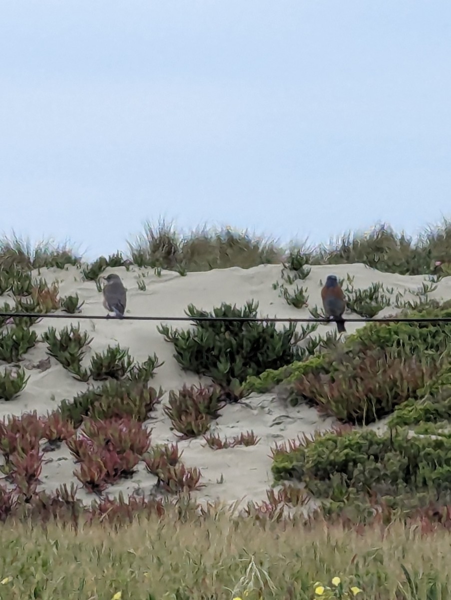 Western Bluebird - ML632534517