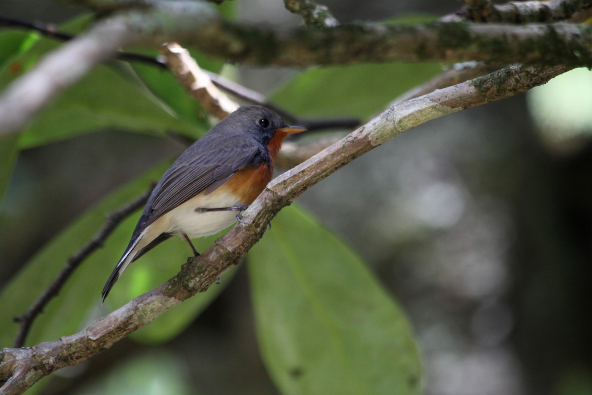 Kashmir Flycatcher - ML632534567