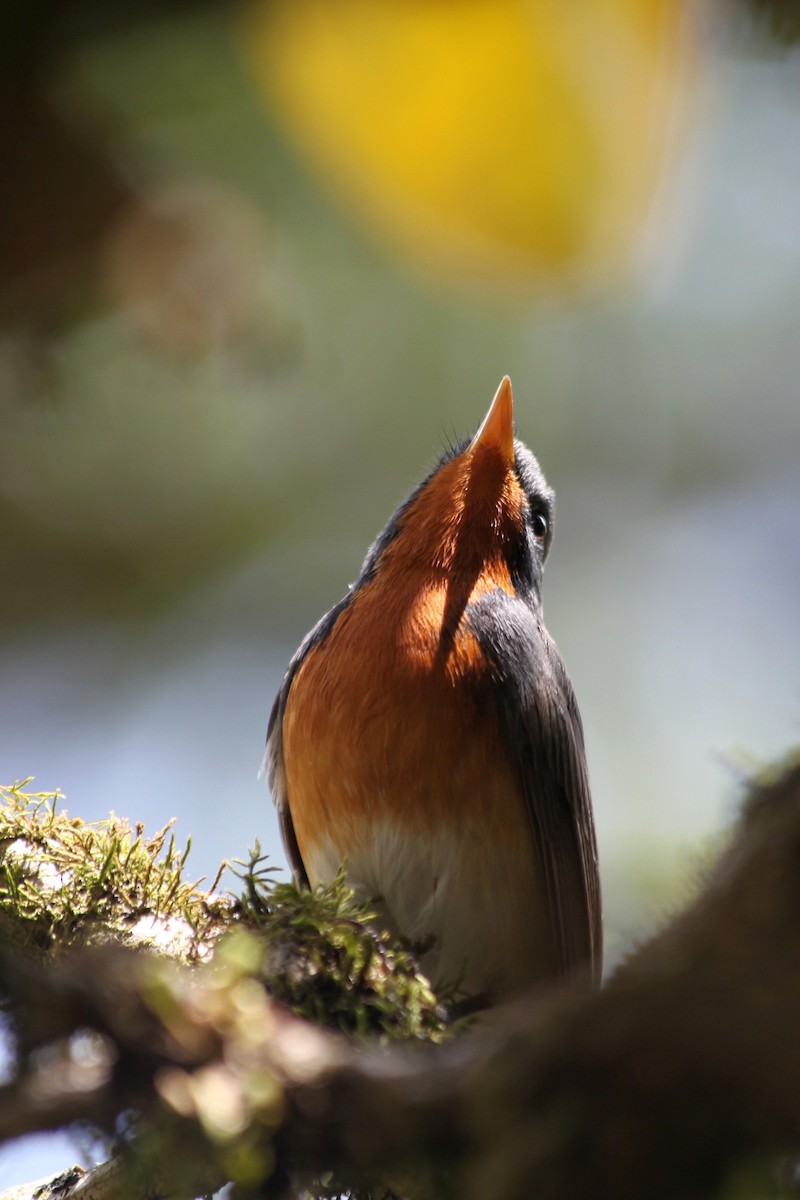 Kashmir Flycatcher - ML632534568