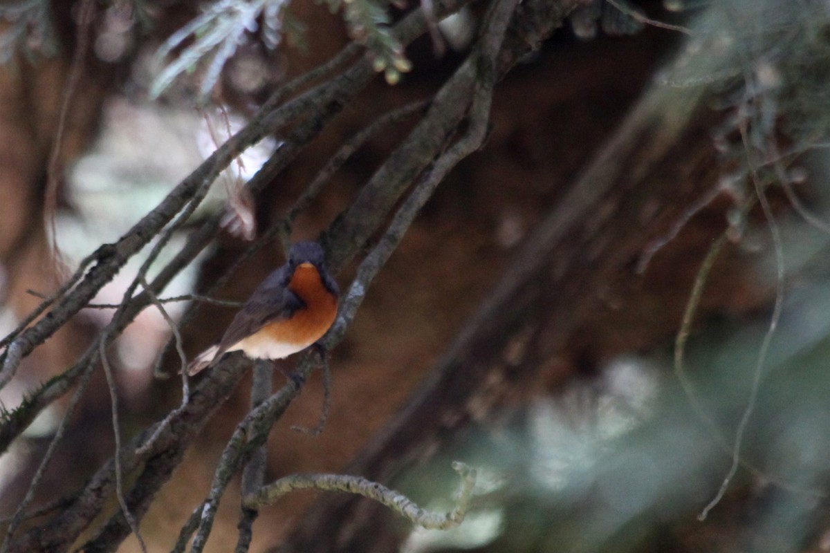 Kashmir Flycatcher - ML632534569