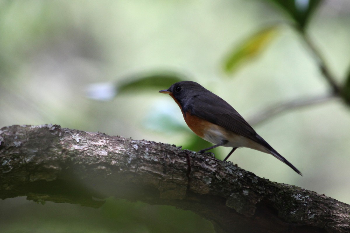 Kashmir Flycatcher - ML632534570