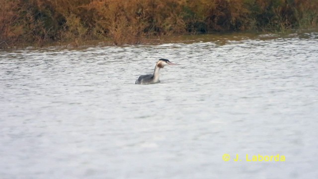 Чомга - ML632534629