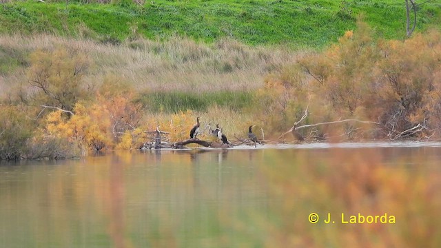 Great Cormorant - ML632534637