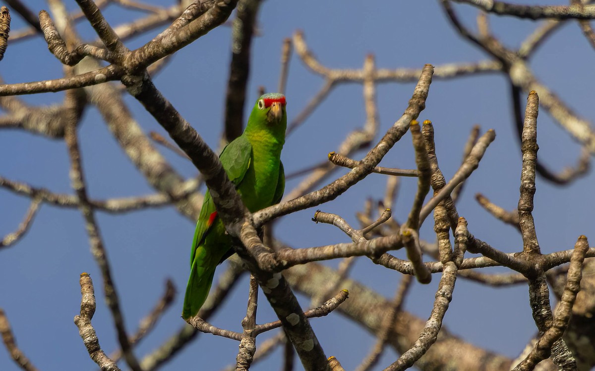 Amazone à diadème - ML632534727