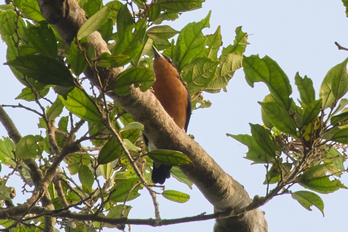 Violet-backed Hyliota - Sarah M