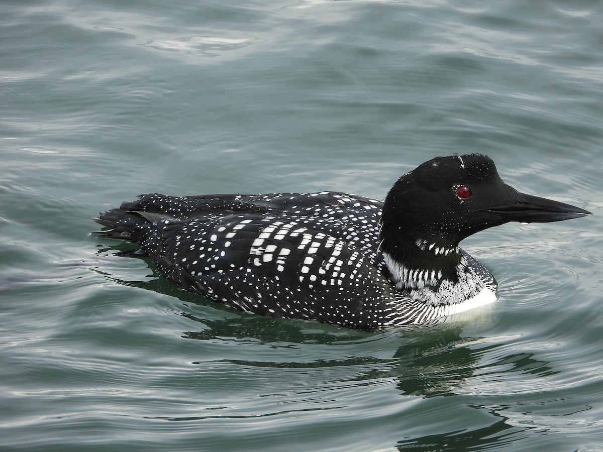 Common Loon - ML632534847