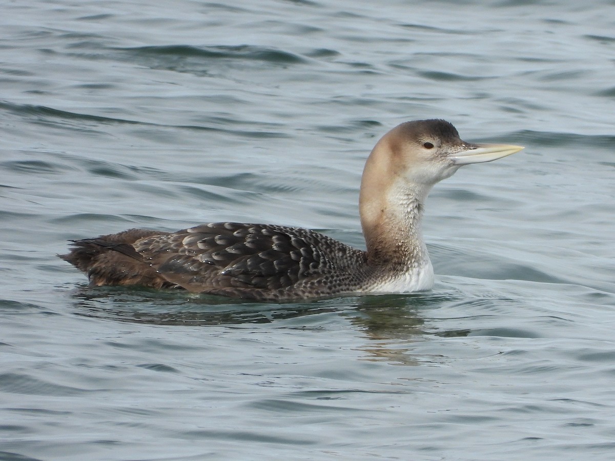 Yellow-billed Loon - ML632534850