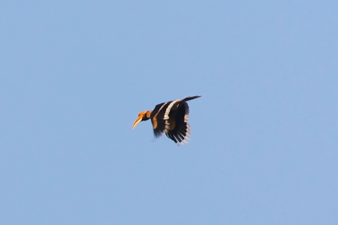 Great Hornbill - ML632534868