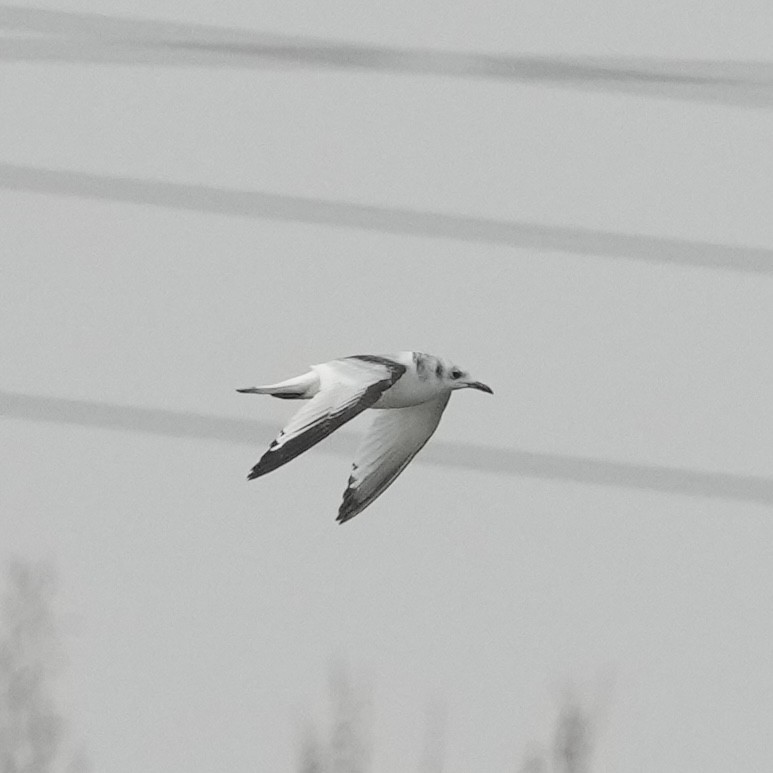 Black-legged Kittiwake - ML632534990