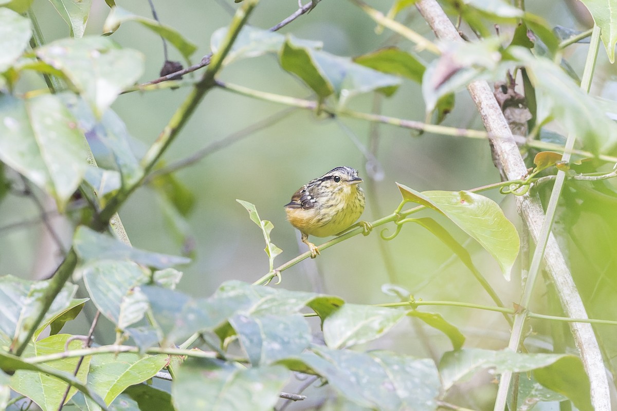 Yellow-breasted Warbling-Antbird - ML632535073