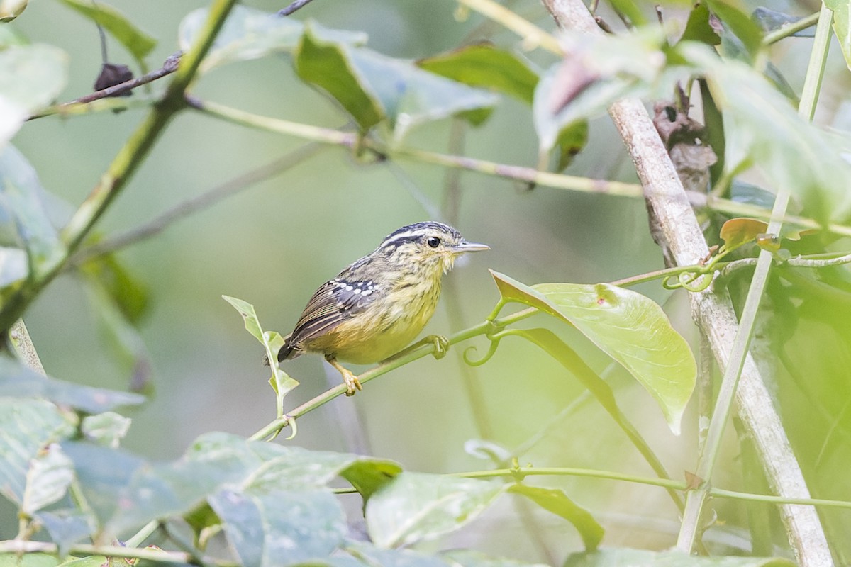 Yellow-breasted Warbling-Antbird - ML632535074