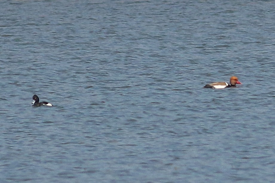 Red-crested Pochard - ML632535082