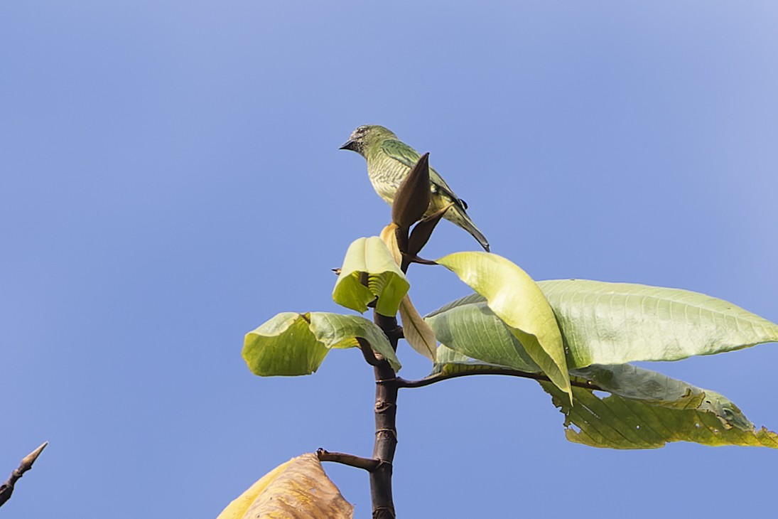 Swallow Tanager - ML632535086