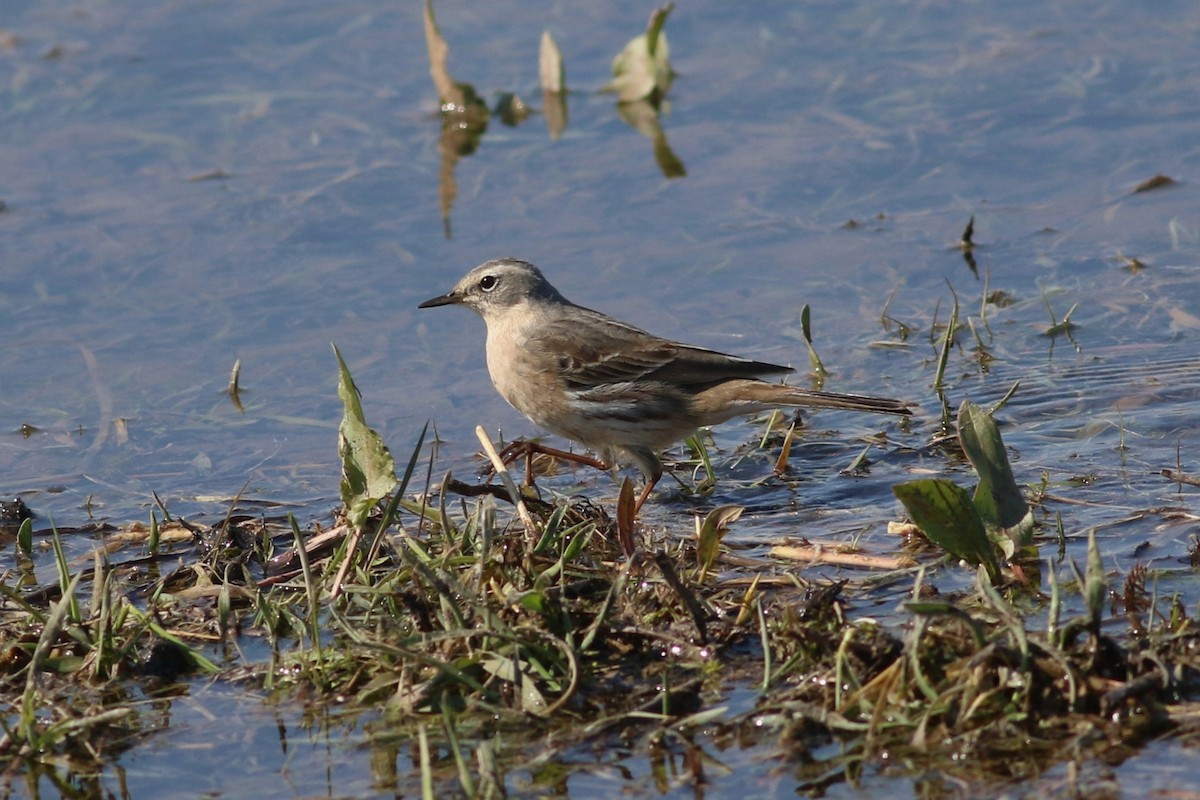 Water Pipit - ML632535089