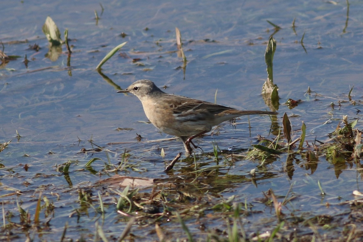 Water Pipit - ML632535090