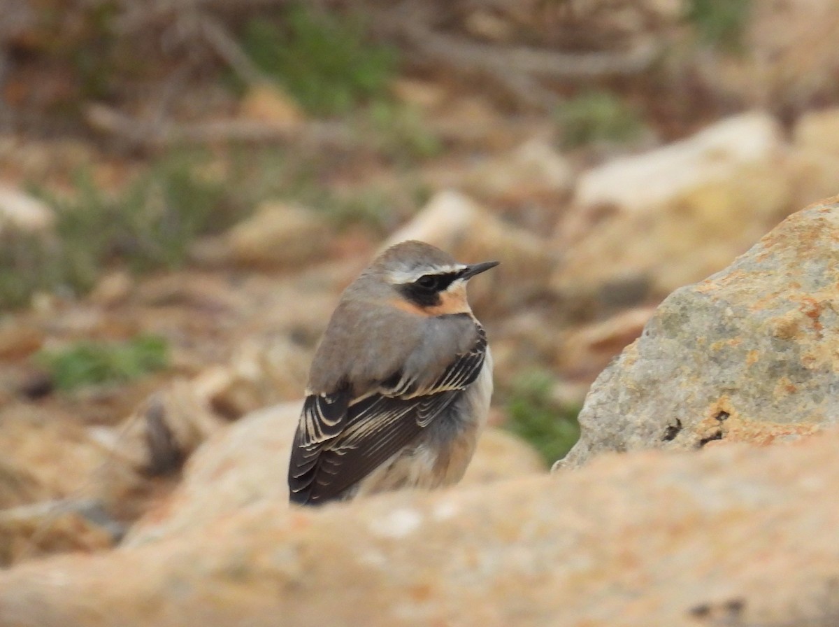 ハシグロヒタキ - ML632535336