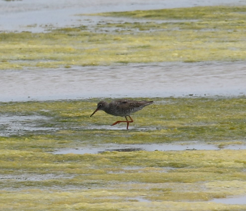 Chevalier gambette - ML632535350