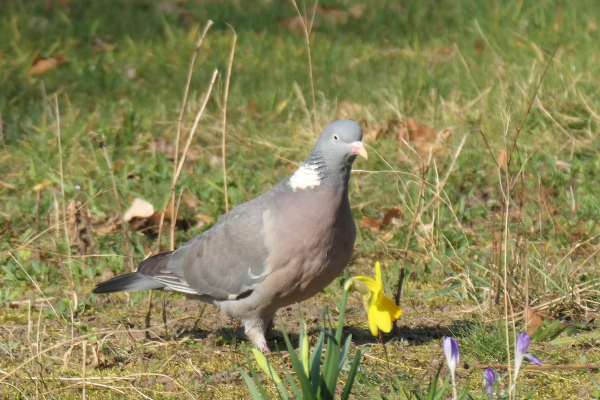 Ойн тагтаа - ML632535404