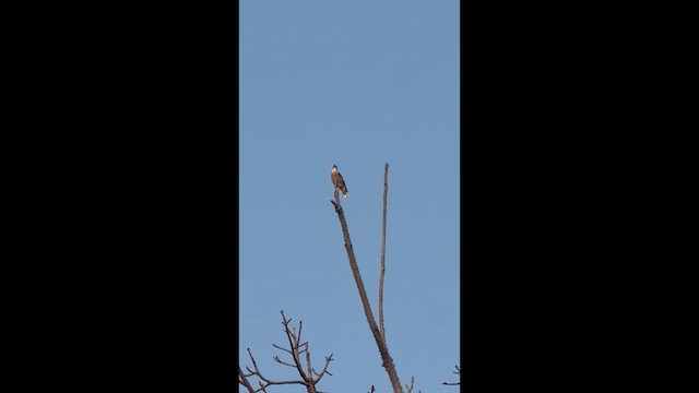 Vinous-breasted Myna - ML632535513