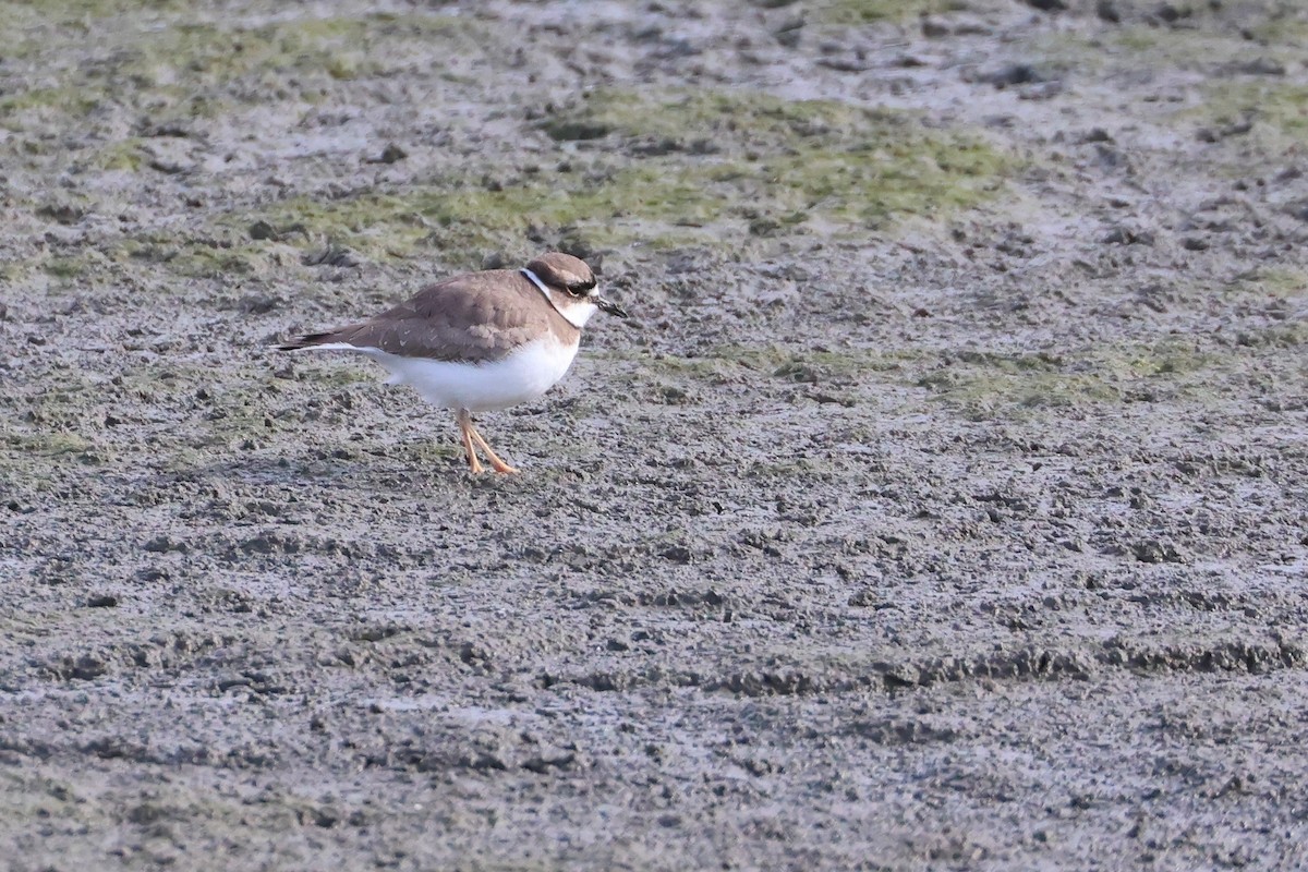 Long-billed Plover - ML632535591