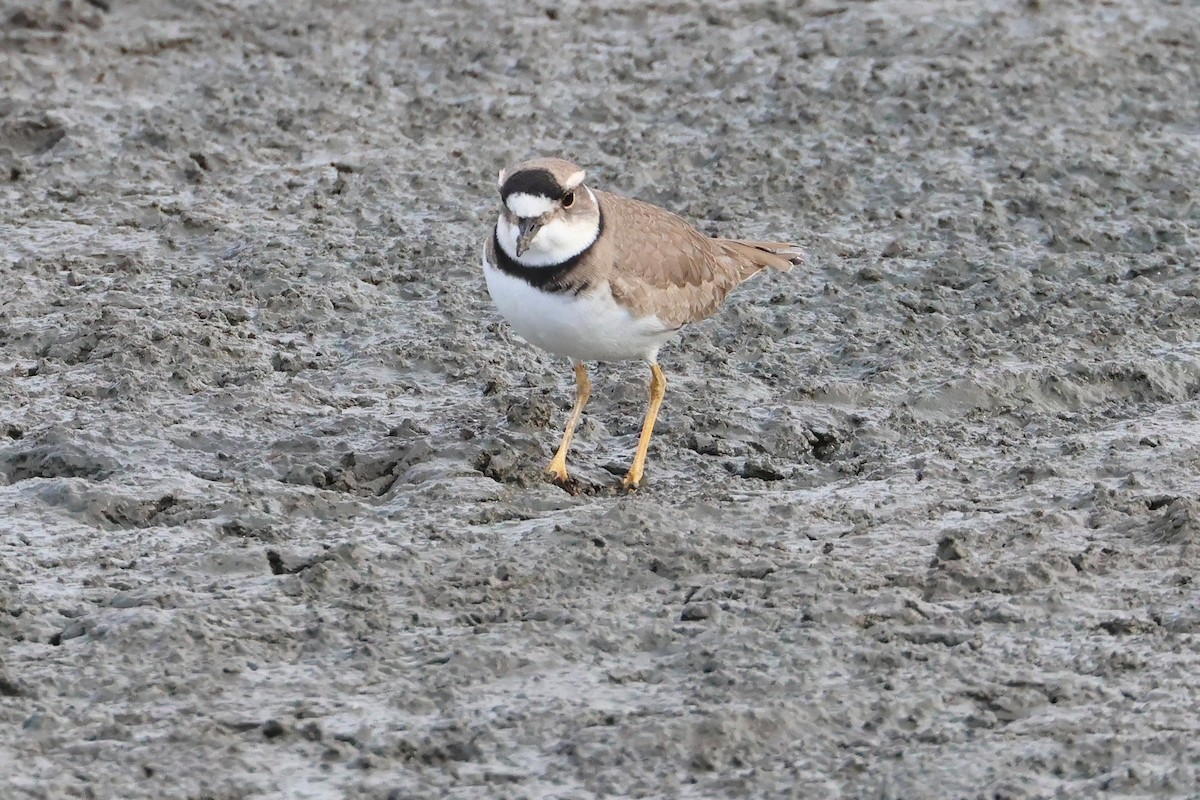 Long-billed Plover - ML632535592