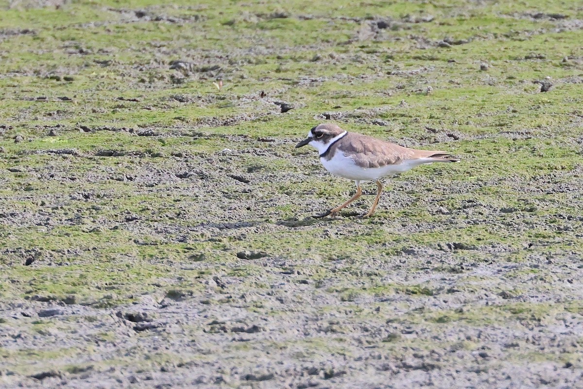 Long-billed Plover - ML632535593
