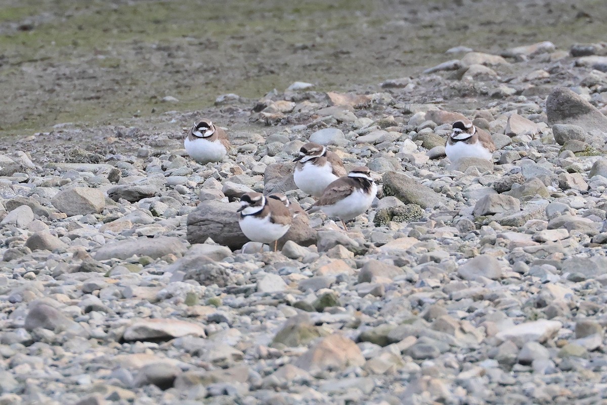 Long-billed Plover - ML632535594