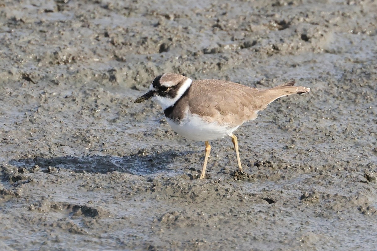 Long-billed Plover - ML632535595