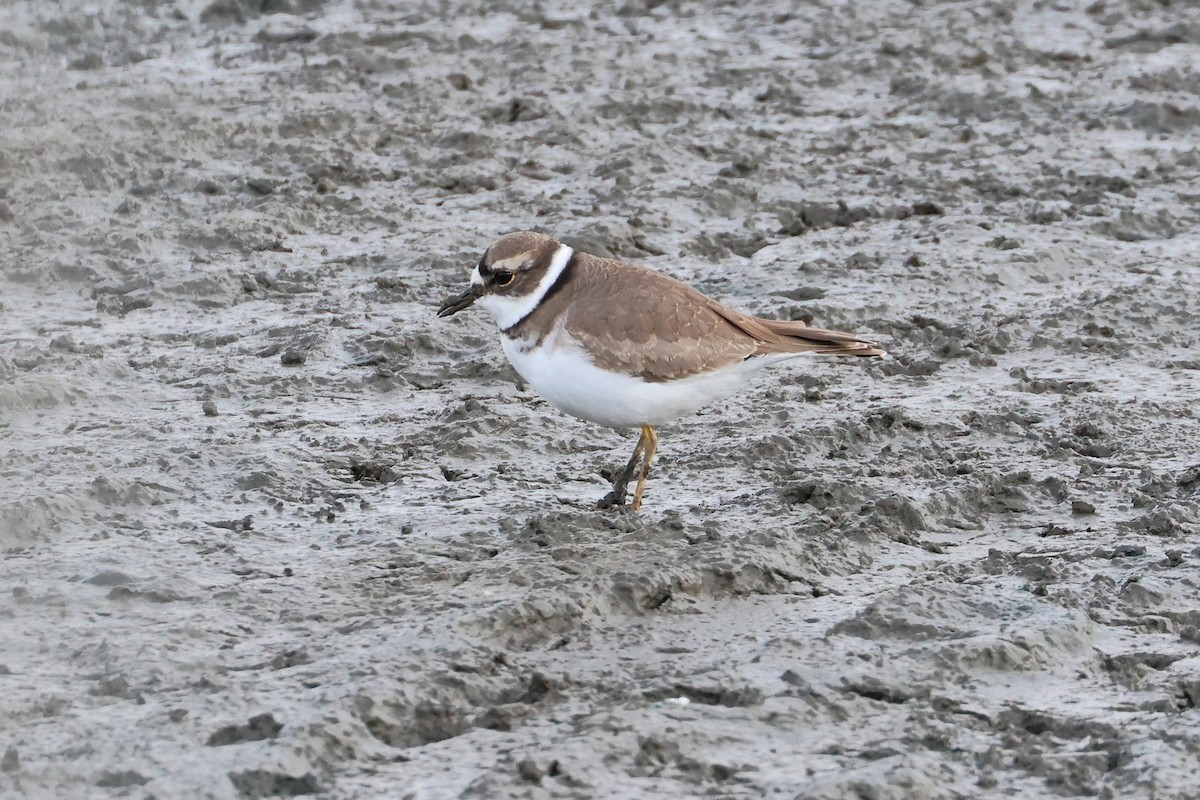 Long-billed Plover - ML632535596