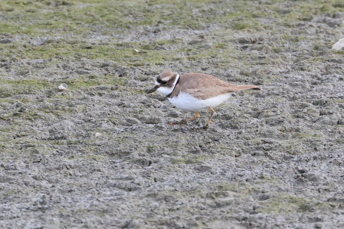 Long-billed Plover - ML632535597