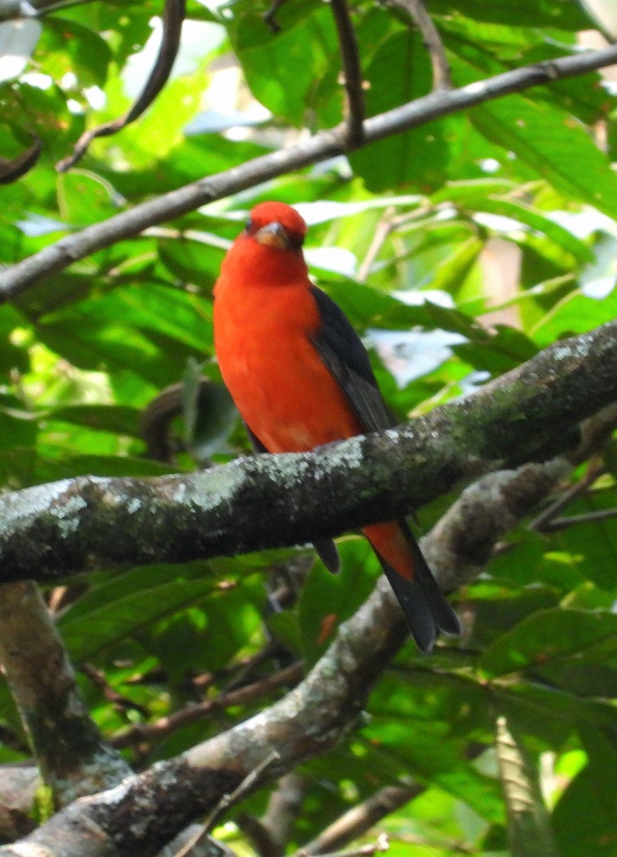 Scarlet Tanager - ML632535677