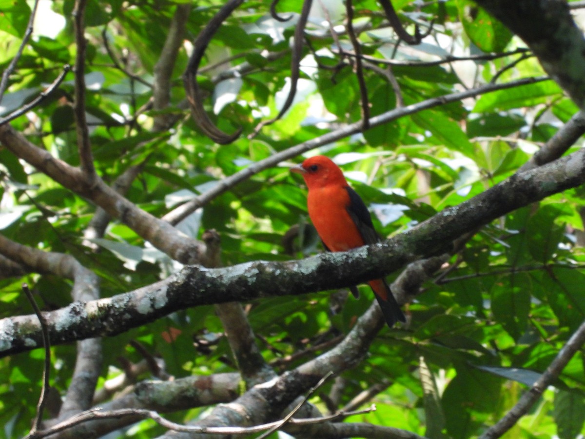 Scarlet Tanager - ML632535678